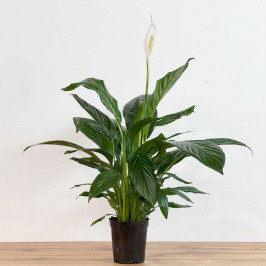 Спатифиллум Алана D:15см H:50см