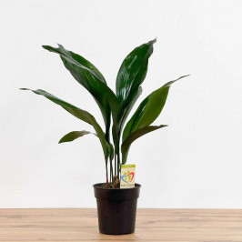 Аспидистра Элатиор D:15см H:60см