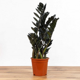 Замиокулькас Равен (Давон) D:17CM H:65CM