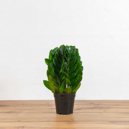 Замиокулькас Пирамида D:12CM H:35CM