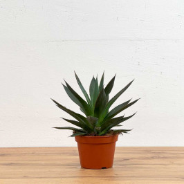 Агава Шака Зулу D15 H25