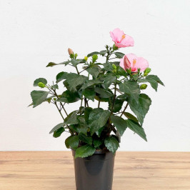 Гибискус D:17см H:45см