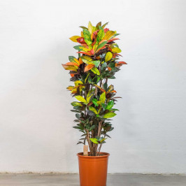 Кодиеум Айстон (Кротон) D:35см H:150см