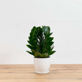 Замиокулькас Пирамида в Белом Горшке D:15 H40