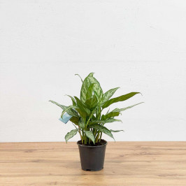Аглаонема Сильвер Квин D:14см H:40см