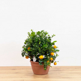 Мандариновое дерево (Бонсай) D:25см H:55см