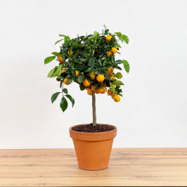 Мандарин в терракотовом горшке D:25см H:70см