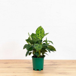 Диффенбахия Рефлектор D14 H45