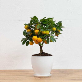 Мандарин в Белом горшке D:14см H:40см