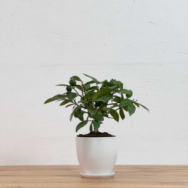 Комнатный Лимон (Лимонное дерево) в Белом горшке