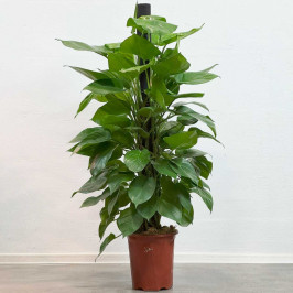 Эпипремнум Ауреум на моссток D:23см H:150см