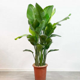 Стрелиция Николая D:30см H:190см