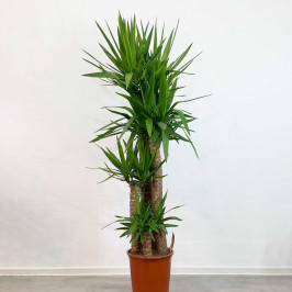 Юкка 4 ствола D:32см H:170см