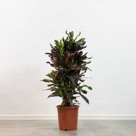 Кодиеум Мамми (Кротон) D:27см H:110см