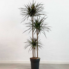 Драцена Маргината Маджента 3 ствола D:24см H:140см