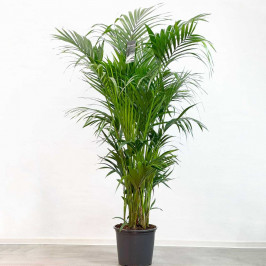 Пальма Ховея Форстериана D:32см H:180см