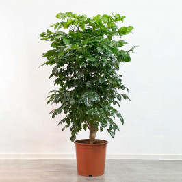 Радермахера D:30см H:140см