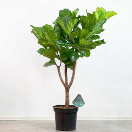 Фикус Лирата разветвленный 180 см