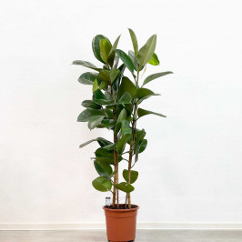 Фикус Эластика Робуста 2 ствола D:27СМ H:150СМ