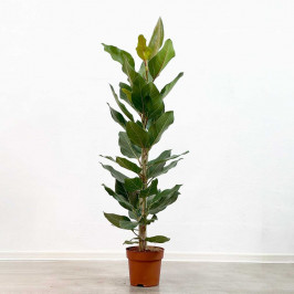 Фикус Бенгальский Джой D21 H130