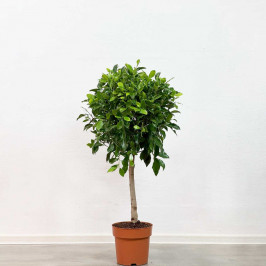Фикус Нитида штамб D:24СМ H:100СМ