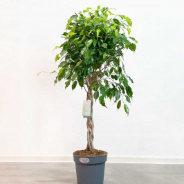 Фикус Бенджамина Экзотика переплетенный D:24СМ H:100СМ