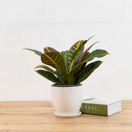 Кротон Петра в белом горшке D:13см H:30см