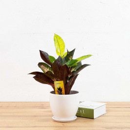 Кротон Айстон в Белом горшке D:13см H:30см