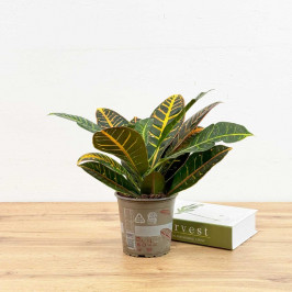 Кротон Петра D:13см H:30см