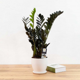 Замиокулькас Равен в Белом горшке D:17CM H:65CM