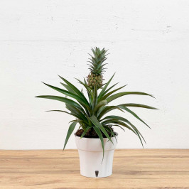 Ананас Корона в белом кашпо D:12см