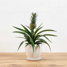 Ананас Корона в белом горшке D:15см