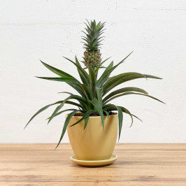 Ананас Корона в Бежевом горшке D:15см