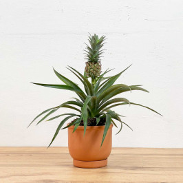 Ананас Корона в Терракотовом горшке D:15см