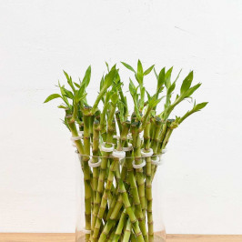 Бамбук Лаки прямой в пробирке H:40см