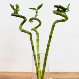 Бамбук лаки спираль 3шт в вазе