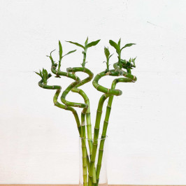 Бамбук лаки спираль 5шт в вазе