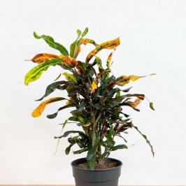 Кодиеум Мамми Кротон D:21см H:70см