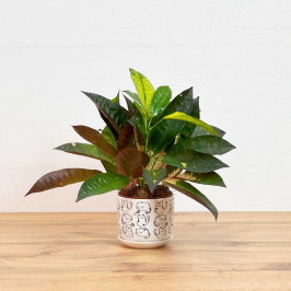 Кротон Миссис Айстон в горшке (Котики) D:12см