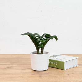 Замиокулькас Зензи в Белом Бетонном кашпо