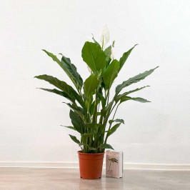 Спатифиллум Себастьян D:24см H:110см