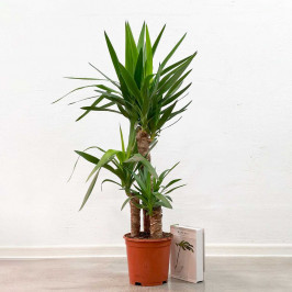 Юкка 3 ствола D:21см H:90см