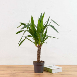 Юкка 1 ствол D:14см H:60см