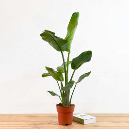 Стрелиция Николая D:19см H:105см