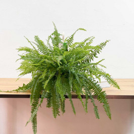 Нефролепис Соната D:19см H:55см