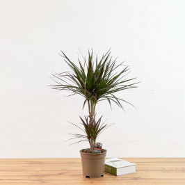 Драцена Маргината Маджента 2 ствола D:17см H:70см