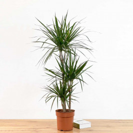 Драцена Маргината 3 ствола D:21см H:110см