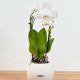 Орхидея Фаленопсис Каскад 2 ствола в кашпо Лечуза