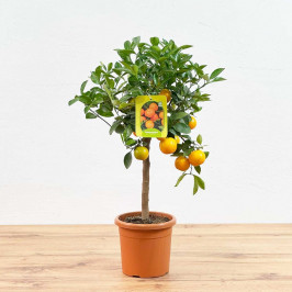 Мандариновое дерево D:15см H:50см