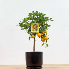 Мандариновое дерево D:15см H:50см в Черном горшке